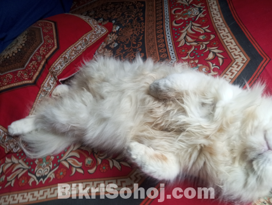 Persian cat